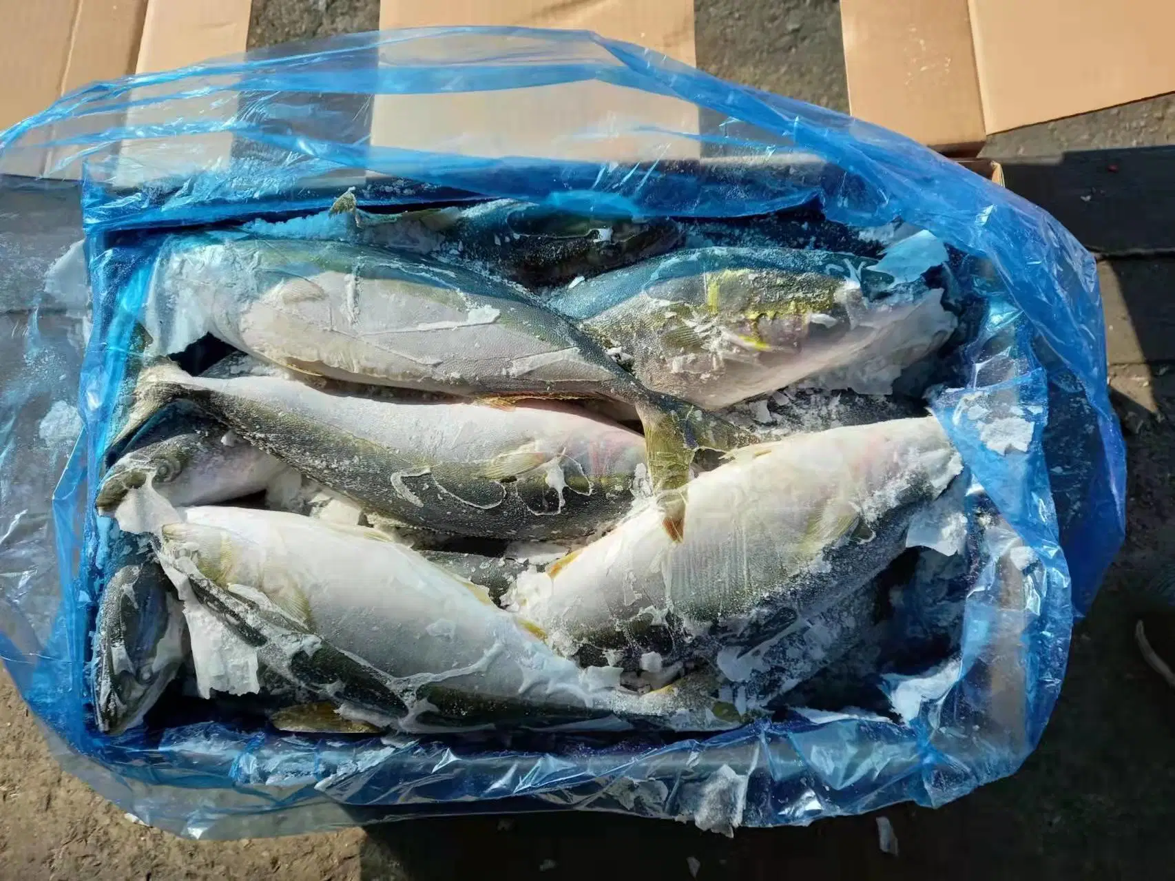 Buena calidad Ikan Amberjack Fish Korean Origin Yellow Tail SCAD