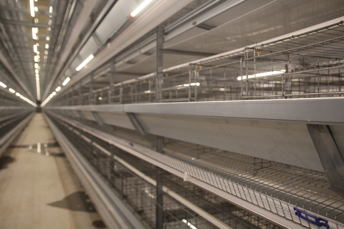 Aluminum-Zinc Coating Automatic Battery Cage System