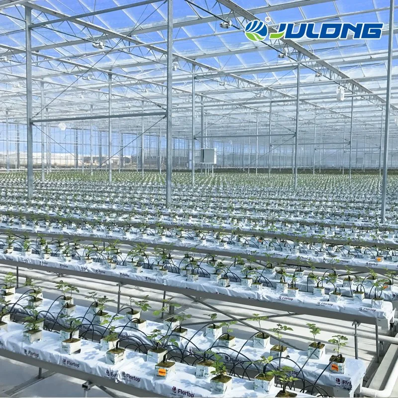 Customized Eco-Friendly Multispan Galvanized Steel Frame Polycarbonate Greenhouse