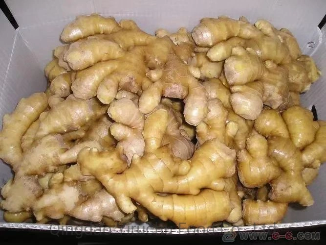 Air Dry Fresh Ginger New Harvest 2023