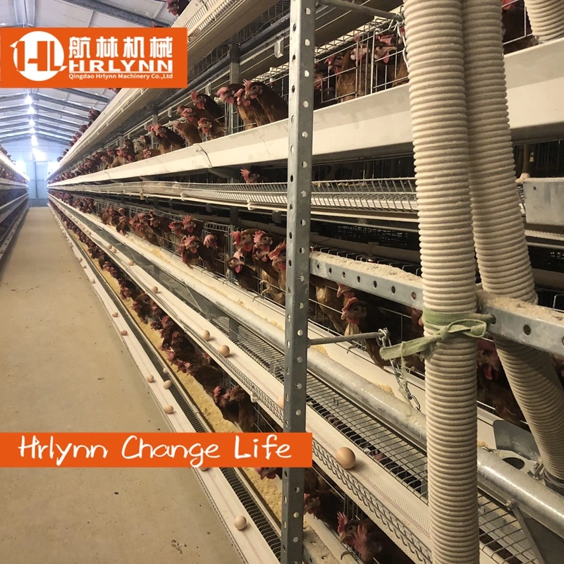 Automatic Layers Chicken Cage with Feeding Machine Egg Collection Machine