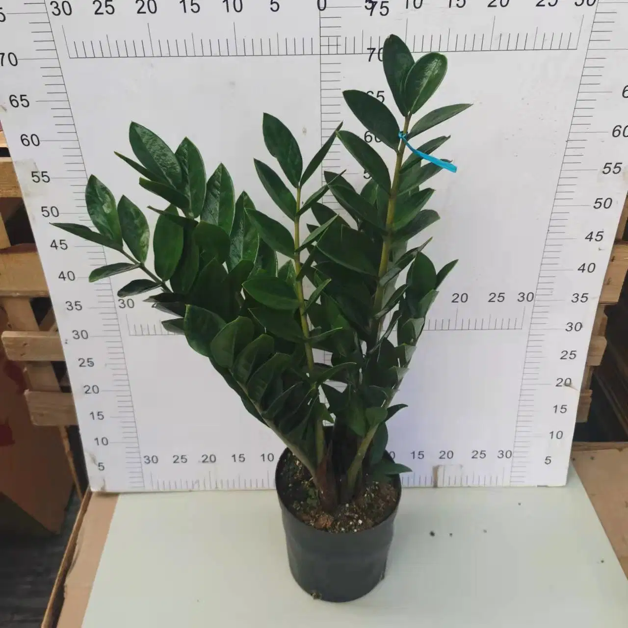 210#Zamioculcas Zamiifolia Araceae Zz Plant Flower Gardening Live Plant