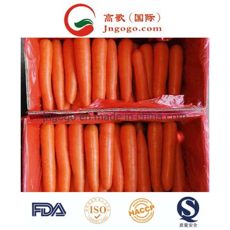 Good Quality Red Fresh Carrot Manufacture From China