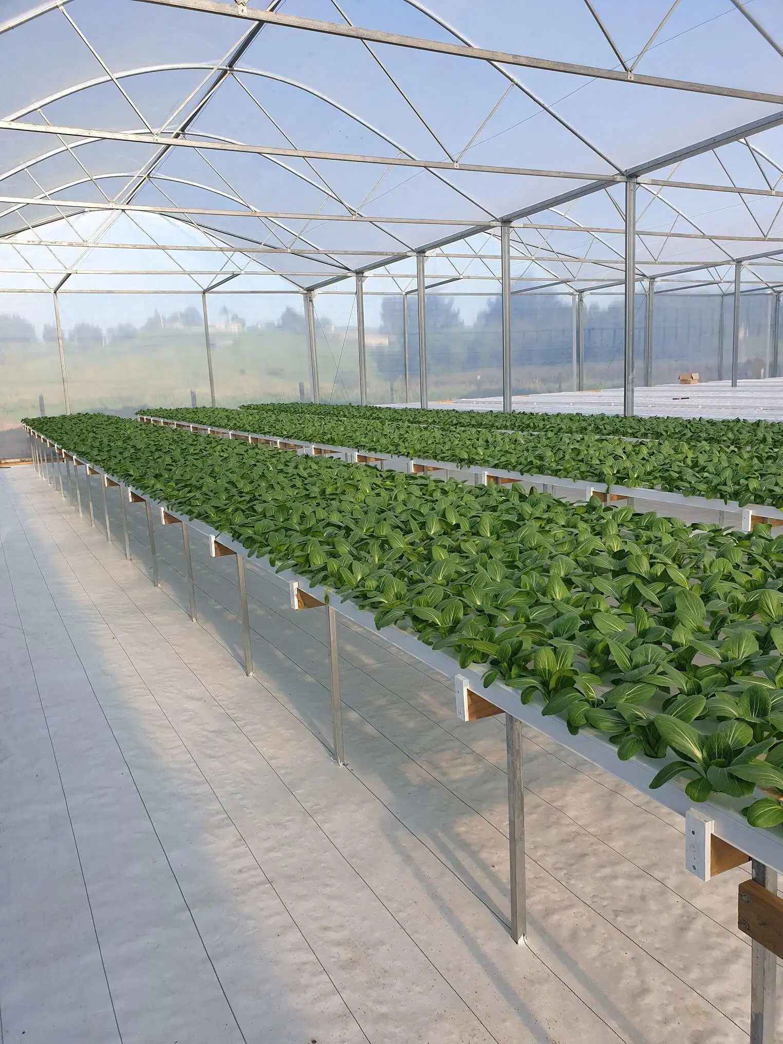 أنظمة زراعة Nft Hydroponic الزراعية لحصانة النفافات النباتية المورقة