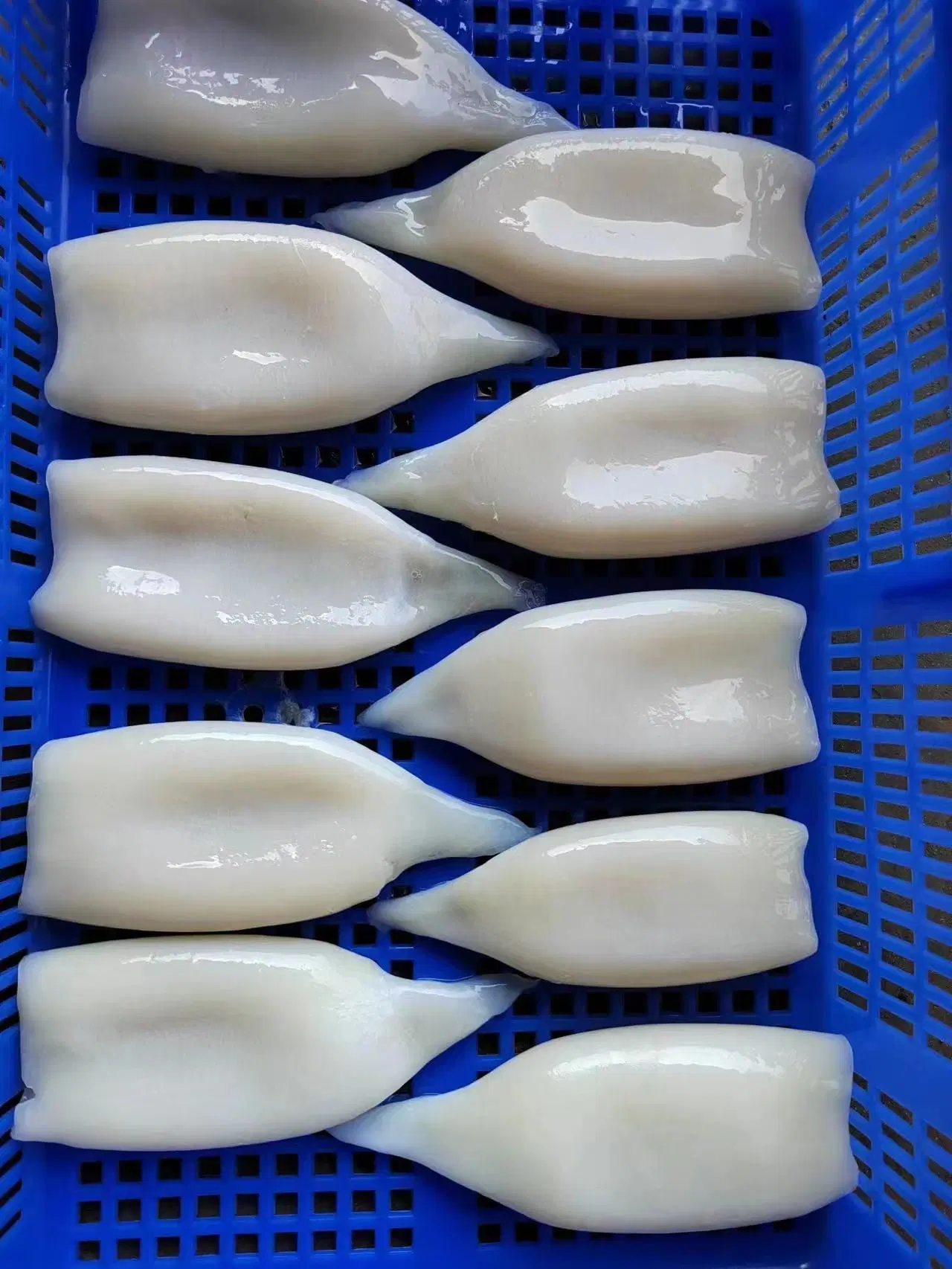 Frozen Seafood EU Treated Squid/Calamar/Calamari Pota Tube with Low Price