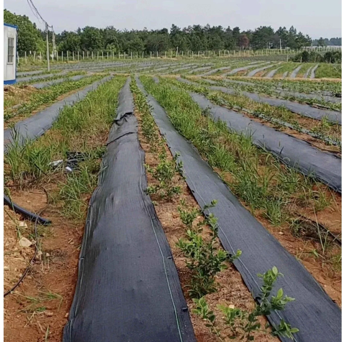 Agricultura plástico uso Jardim cobertura de solo paisagem planta de controle de ervas daninhas Barreira da mantinha