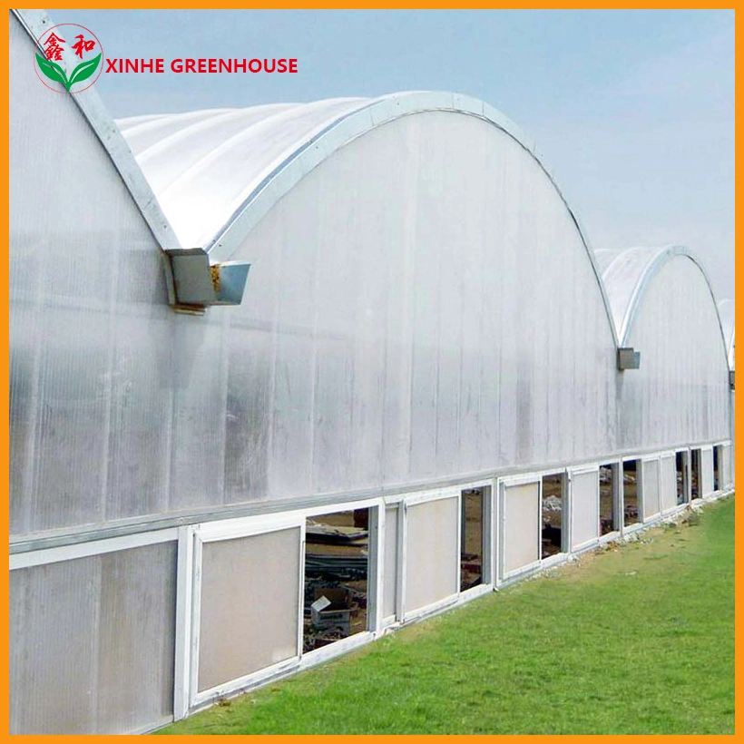 Agriculture Hydroponic Growing Systems Polycarbonate Greenhouse for Planting