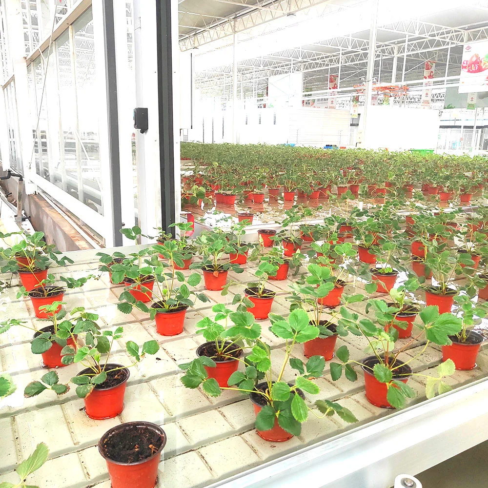 Jardim agrícola Usar Smart sistemas de cultivo em hidroponia com canal Nft Strawberry berinjela com solu o cultivo da matriz