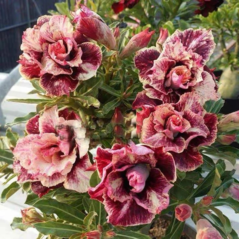 Desert Rose Seed From China