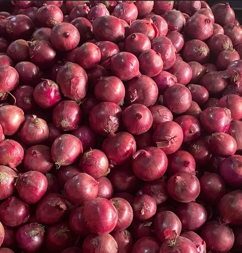 Fornecedor chinês de cebola Vermelha fresca Natural