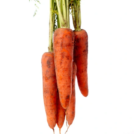 China Shandong Fresh Red Carrot Big Long Delicious Carrots