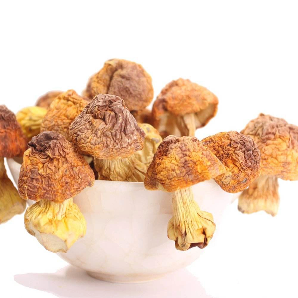 Bio Getrocknete Pilz Medizinische Gesunde Ernährung