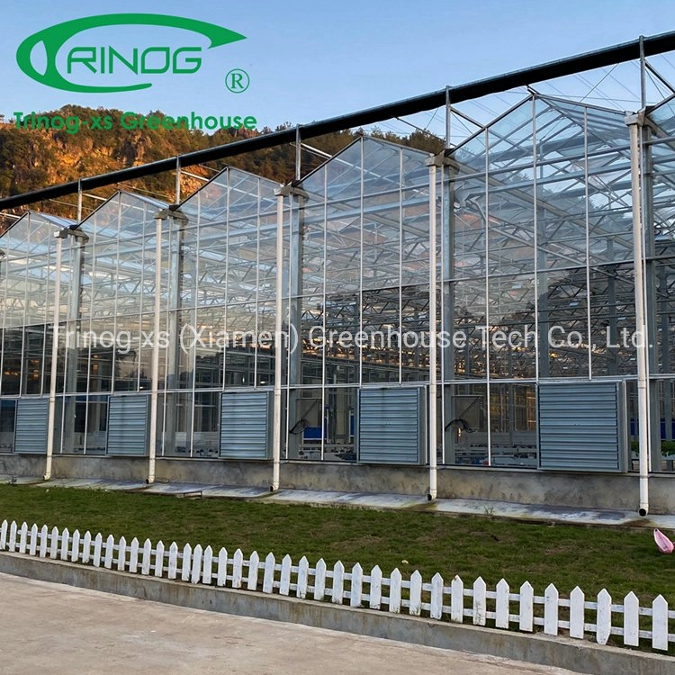 China Large Multi-span Commercial Galvanized Steel Pipe Structure Glass Greenhouse with Indoor Hydroponic System