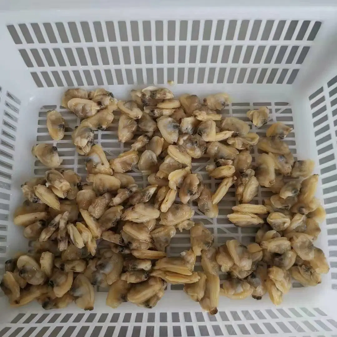 Frozen Boiled Clam Meat Without Shell