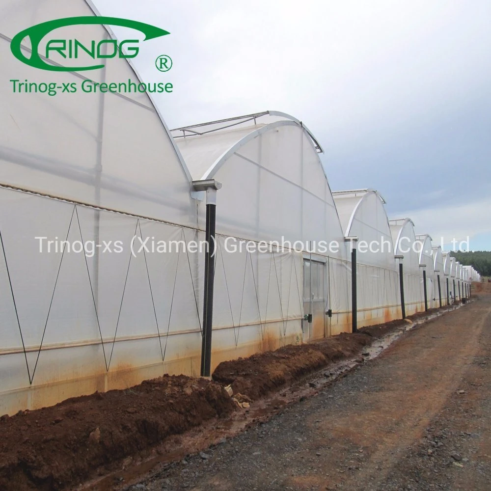 Trinog multispan hydroponic farm commercial used greenhouse tunnel for vegetable