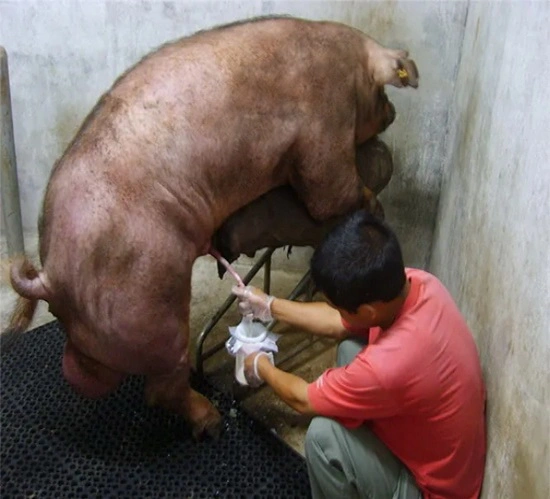 Preço baixo equipamentos veterinários Sémen de varrasco Cup para a inseminação de suínos