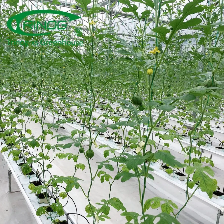 Agriculture Multi-Span Cultivation Hydroponics System Film Green House for Vegetable Planting