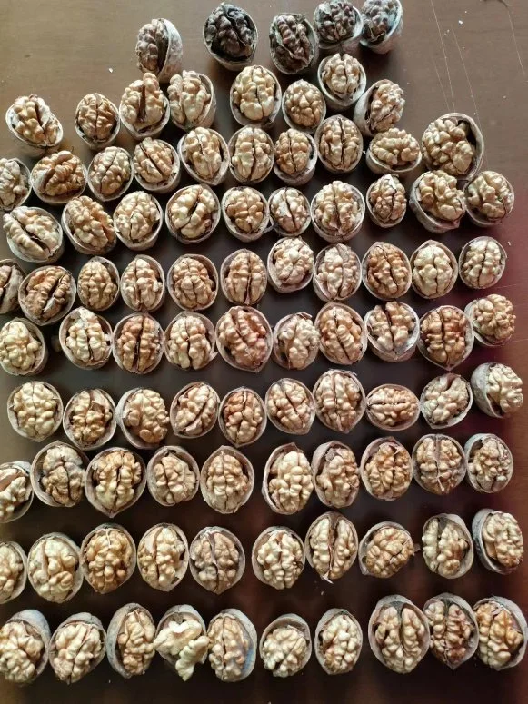 Xinjiang Aksu 185 Walnut Inshell Original Factory Wholesale/Supplier