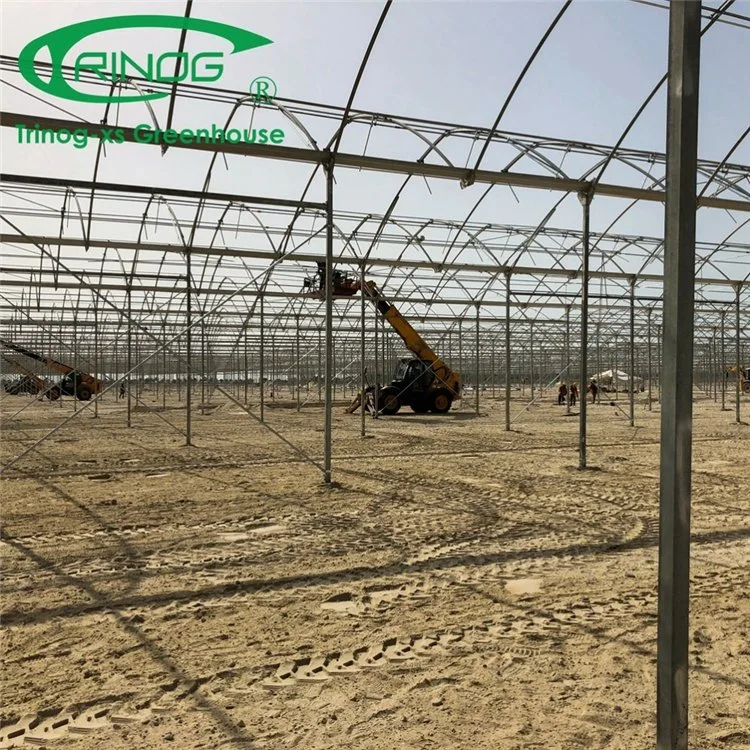 High Quality China Supplier Multi-Span Film Greenhouse with Side Vent and Roof Vent for Agriculture Production