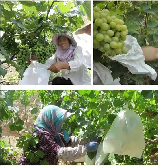 Разлагаемые фрукты защиты банановая/Guava/винограда/Манго все сумки производителя