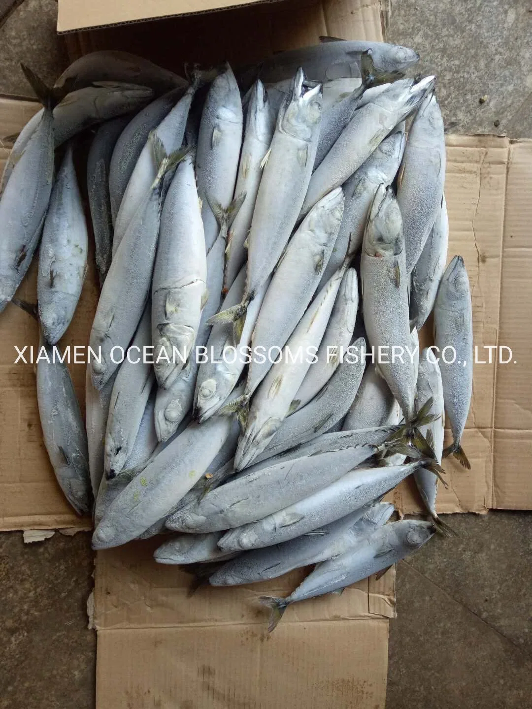 Best Sea Frozen Pacific Mackerel for Bait Scomber Japonicus Tuna Bait