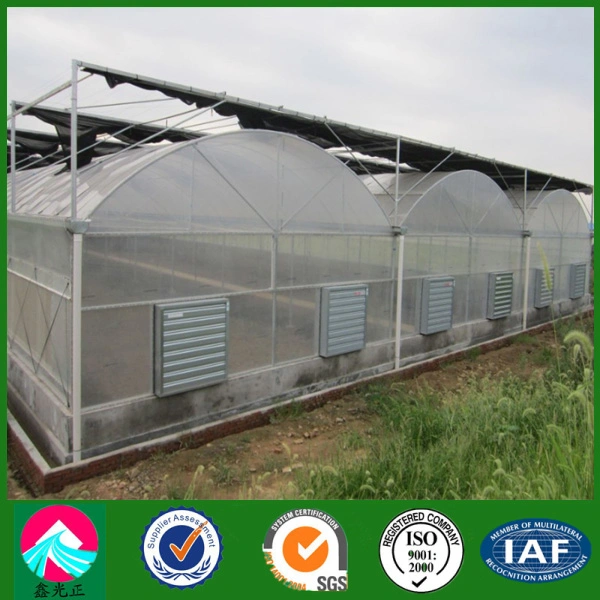 China Low Cost Multi-Span Plastic Film Greenhouse