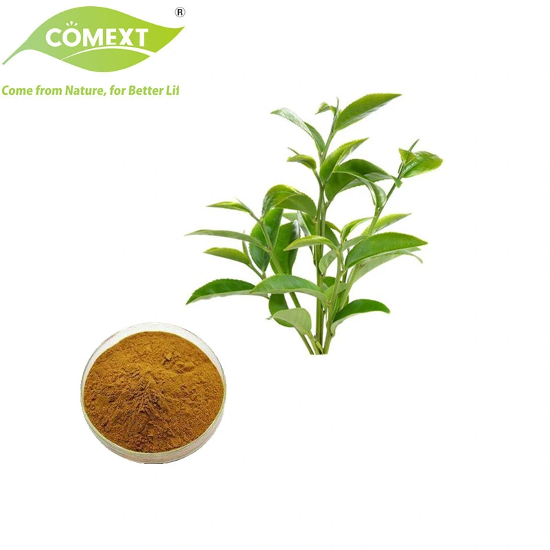 Comext Manufacturer Natural Organic Green Tea with Highest Epigallocatechin Gallate 98% Polyphenols