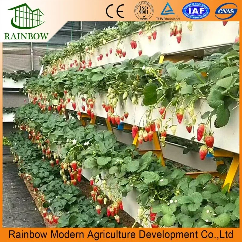 Agricultural Multi Span Poly Film Tunnel Greenhouse with Hydroponics Planting System for Tomato Pepper Lettuce Strawberry Vegetables Flowers