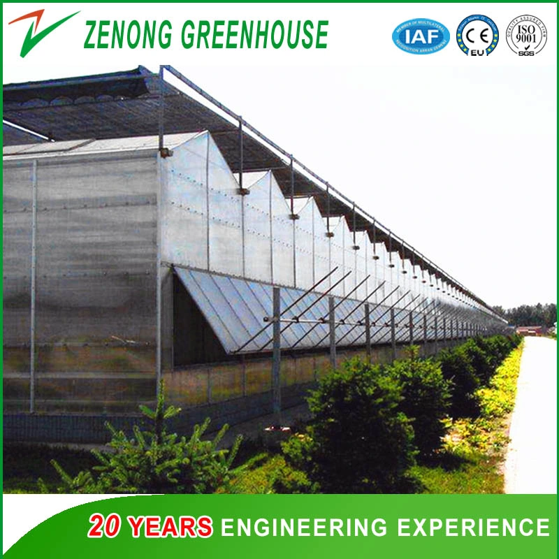 Farming/Fishing/Poultry Used Greenhouse PC Sheet Greenhouse with Misting Cooling System/Cooling Pad and Fan