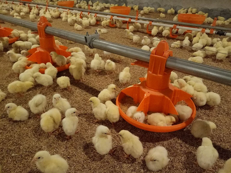 Gaiolas animais usar equipamento de aves domésticas linha automática de alimentação de frango de frango de corte Sistema