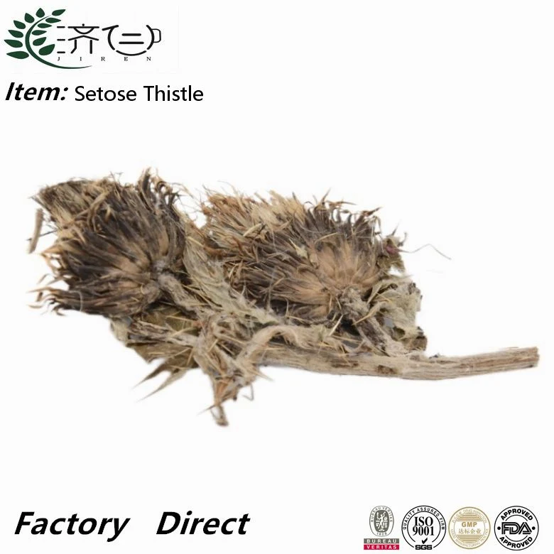 High quality/High cost performance  Manufacturer Supply Chinese Herbal Medicine Da Ji Natural Field Thistle