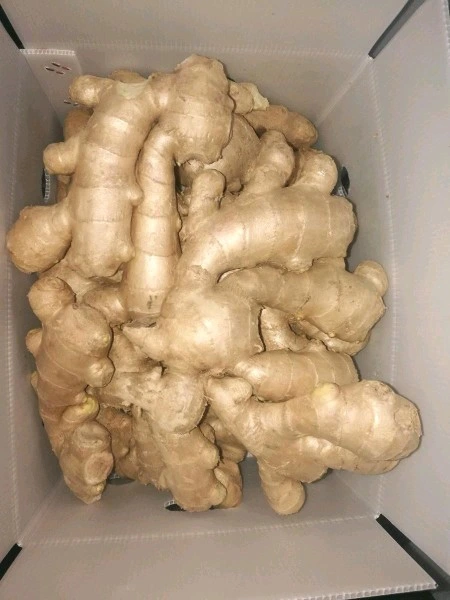 Top Quality China Dry Fresh Ginger Full Air Dry