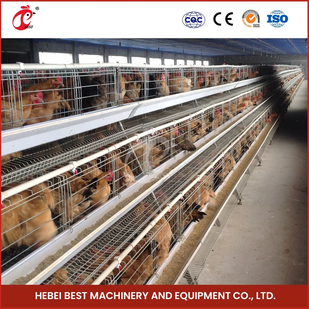 Bestchickencuage uma fábrica de Coop de camada plástica da China de Cage de tipo Cage Sistema de compartimento de bateria OEM Custom Easy Clean para camadas Ventoinha da coop de configuração