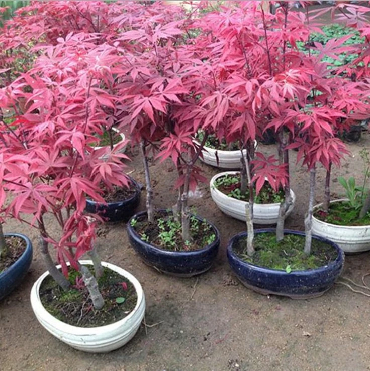 Bonne forme d'érable rouge japonais Bonsai