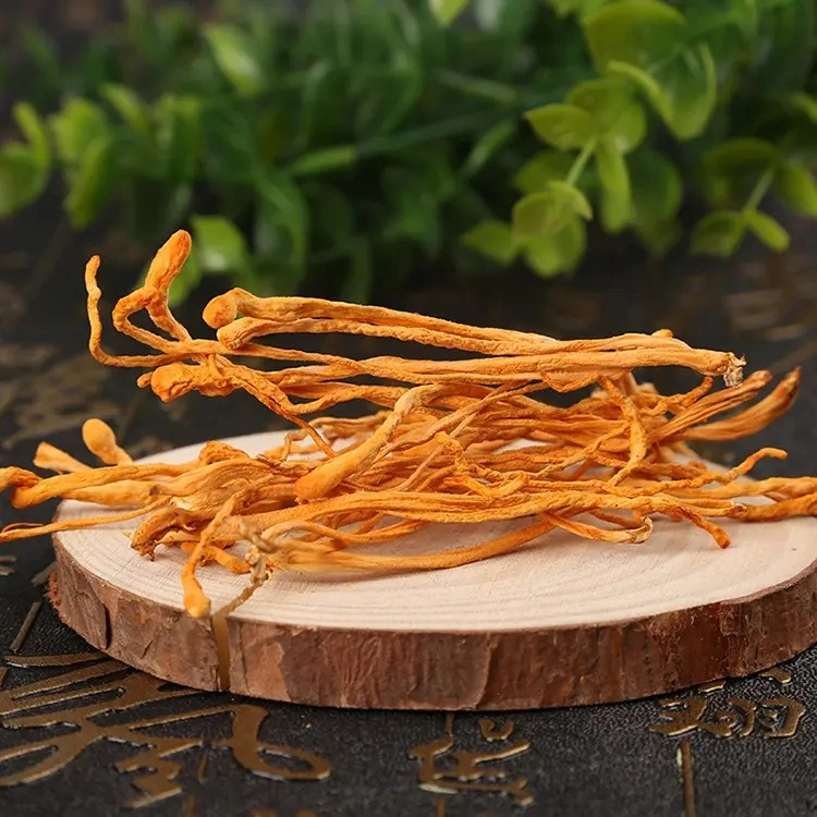 Champignon naturel chinois Santé aliments Cordyceps séchés Militaris Fleur