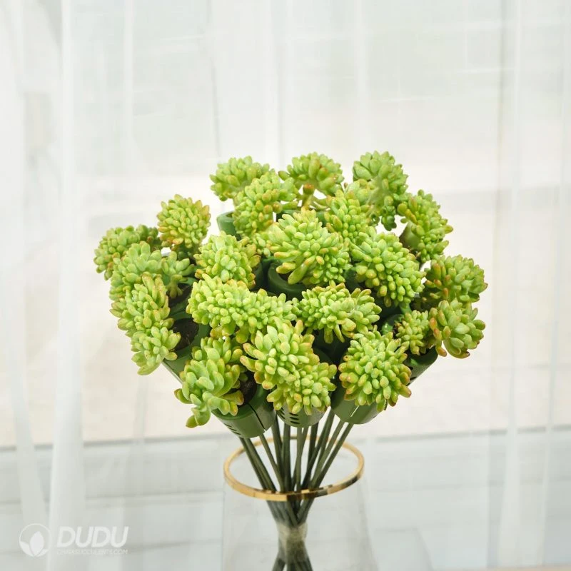 Dudu New Arrival Pretty Berry Bouquets Natural Live Succulent