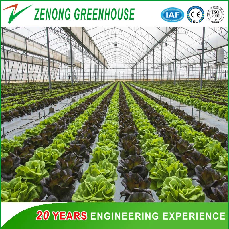 Arch Greenhouse Poly Film Covered Greenhouse for Vegetables/Flowers/Fruits/Seed Breeding