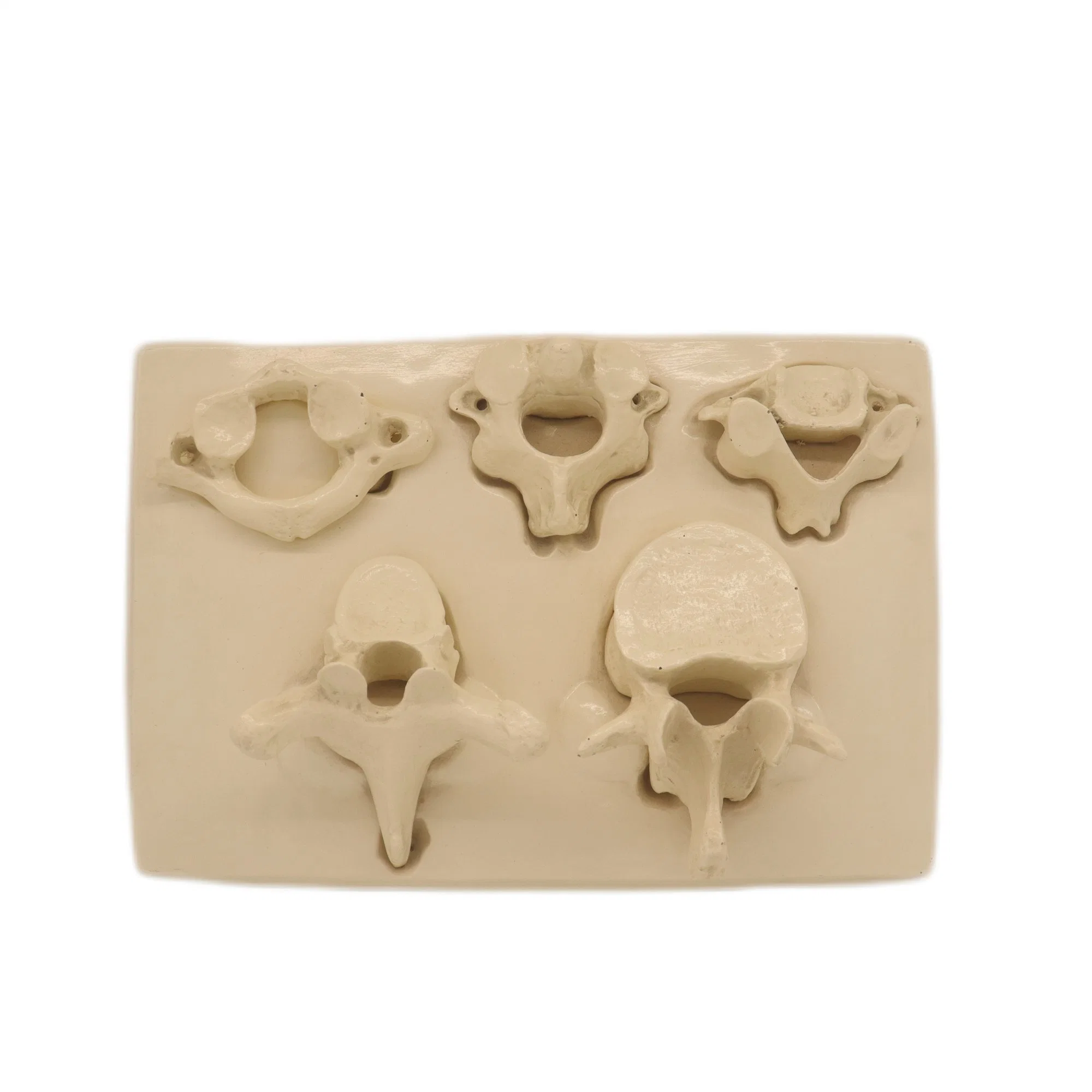 High Quality PVC Humam Anatomical Model Human Bodyatlas Andaxis Vertebra of Cervical 12 Thorcic Lumbar 5 and Sacrum Coccyx 25 Parts