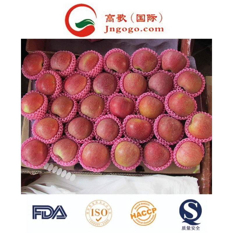 125 Fresh Red FUJI Apple Large Supplier