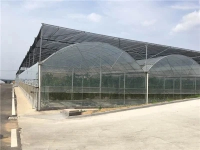 Agriculture Farm Single-Span Film Greenhouse