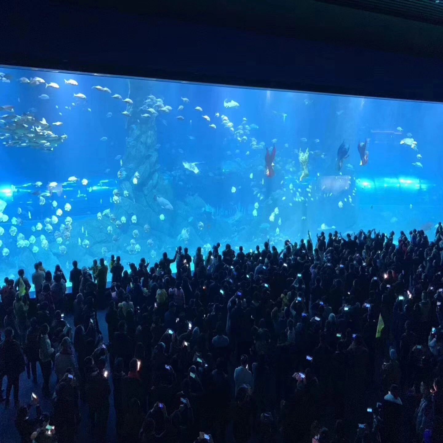 Guinness World Records of Acrylic Aquarium Sheet