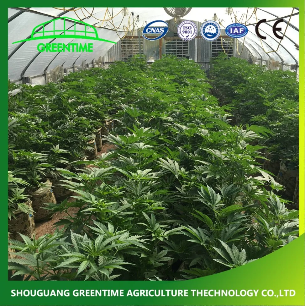 Good Quality Multi-Span Blackout Greenhouse for Planting Medical