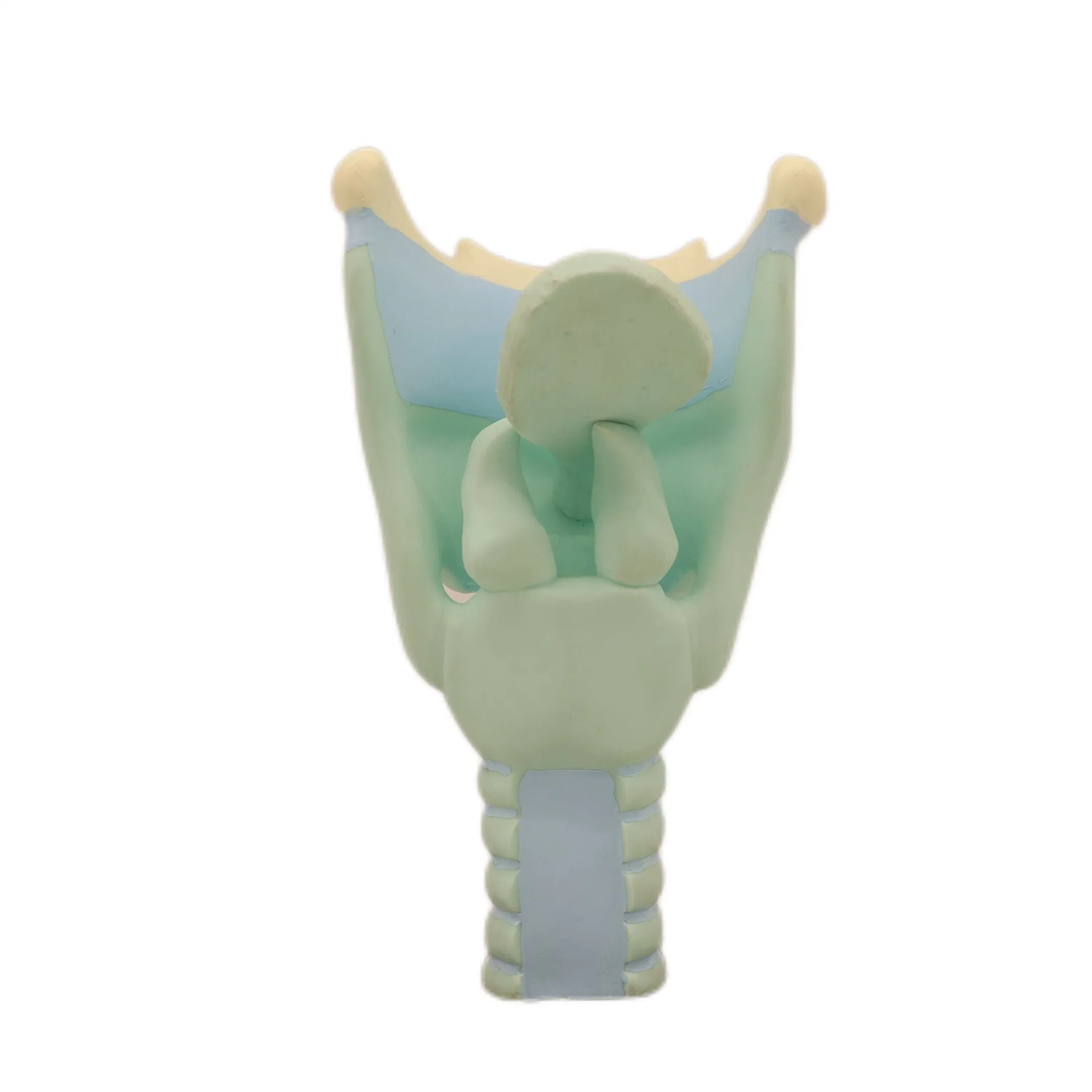 Modèles d'enseignement médical couleur osseuse modèle de squelette d'enseignement humain de Modèle d'expansion des cartilages du larynx