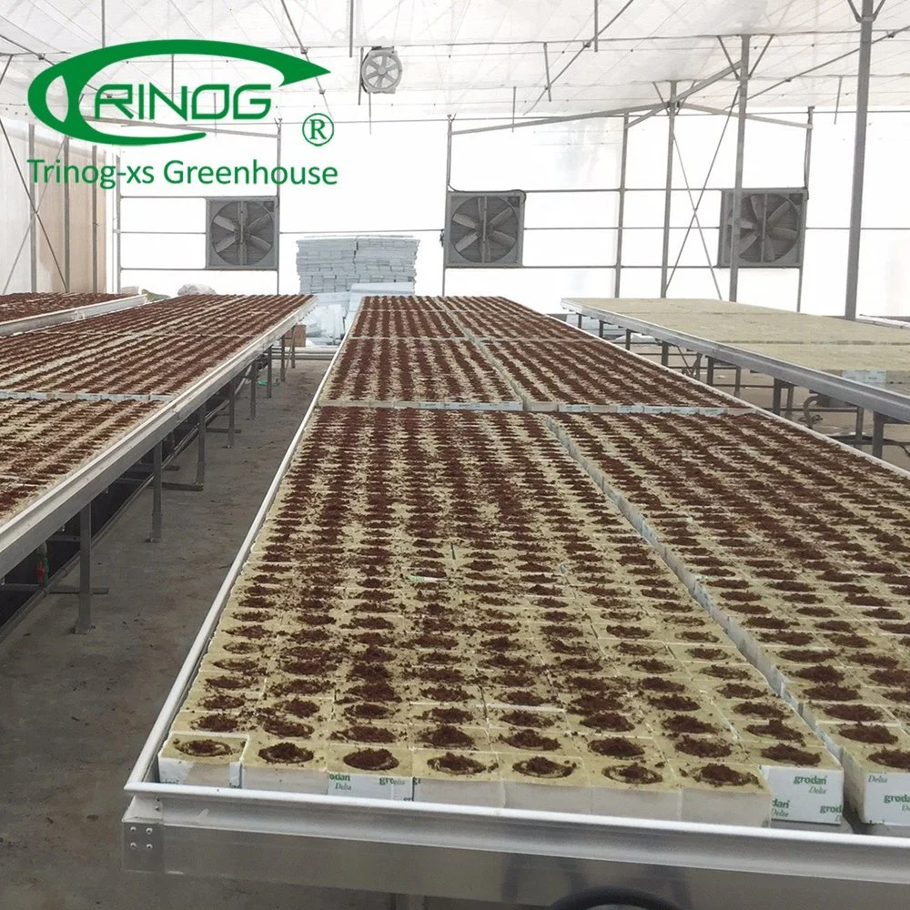 Film Vegetable Greenhouse Flower Growing Multi-span Cultivation Hydroponics System Film Greenhouse