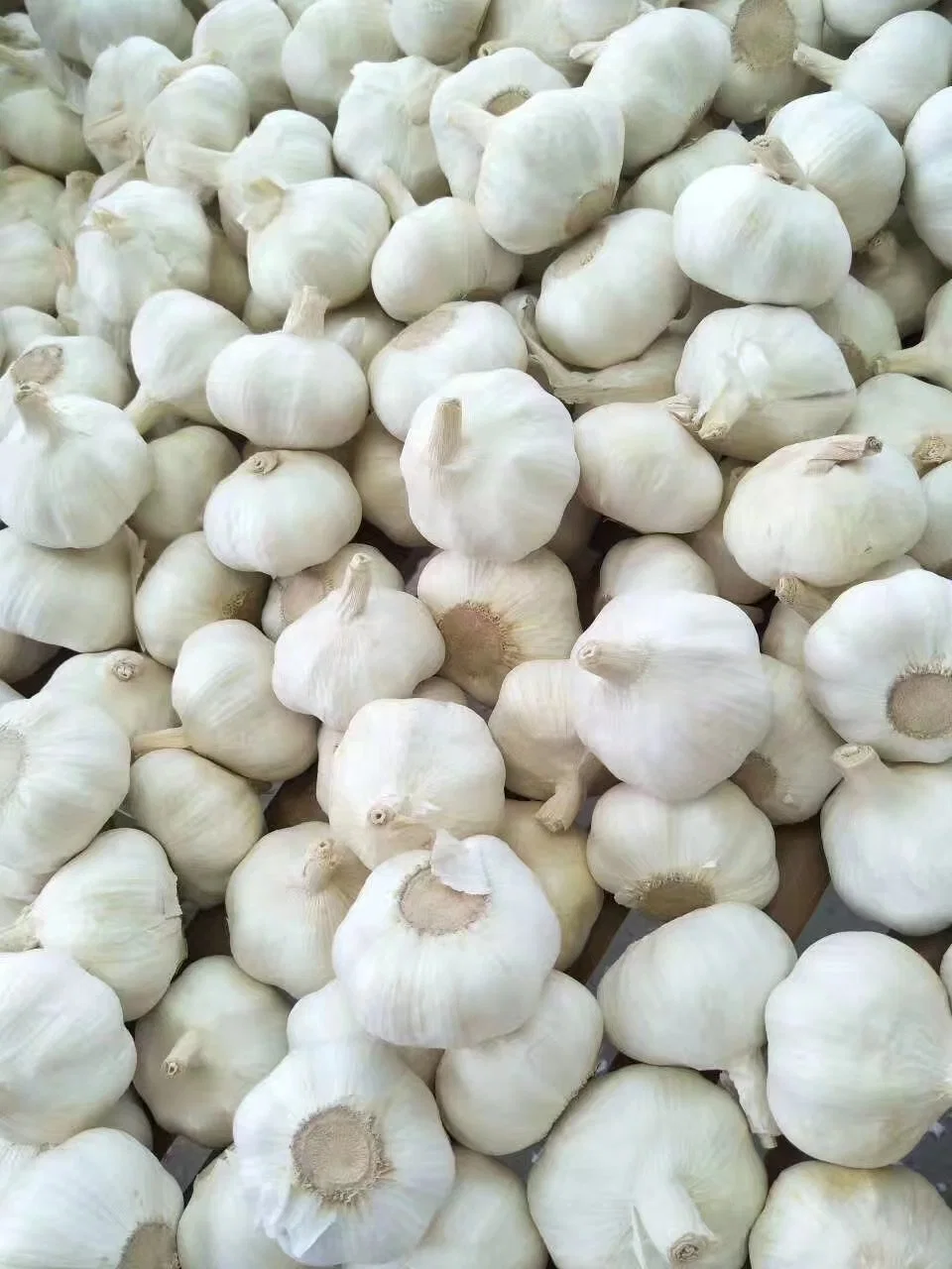 Good Quality Garlic Used as a Seasoning for Dishes 100% Dried Garlic Organic