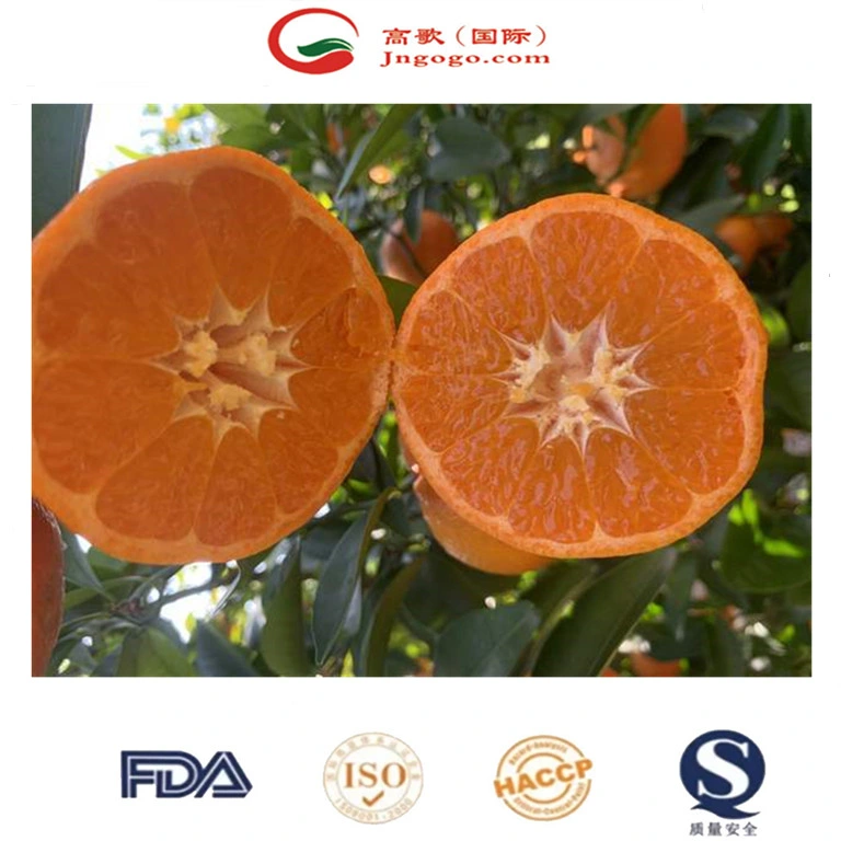 Fresh Mandarin Sweet and Super Quality Mandarin Wogan Mandarin in China