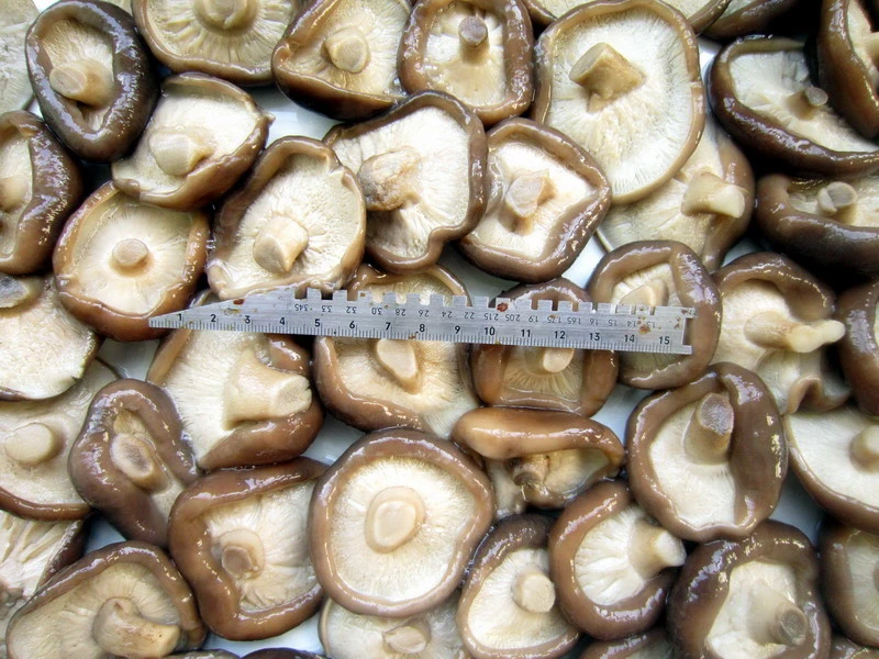 Original Factory Fresh Mushroom Shiitake Whole with Cheapest Price