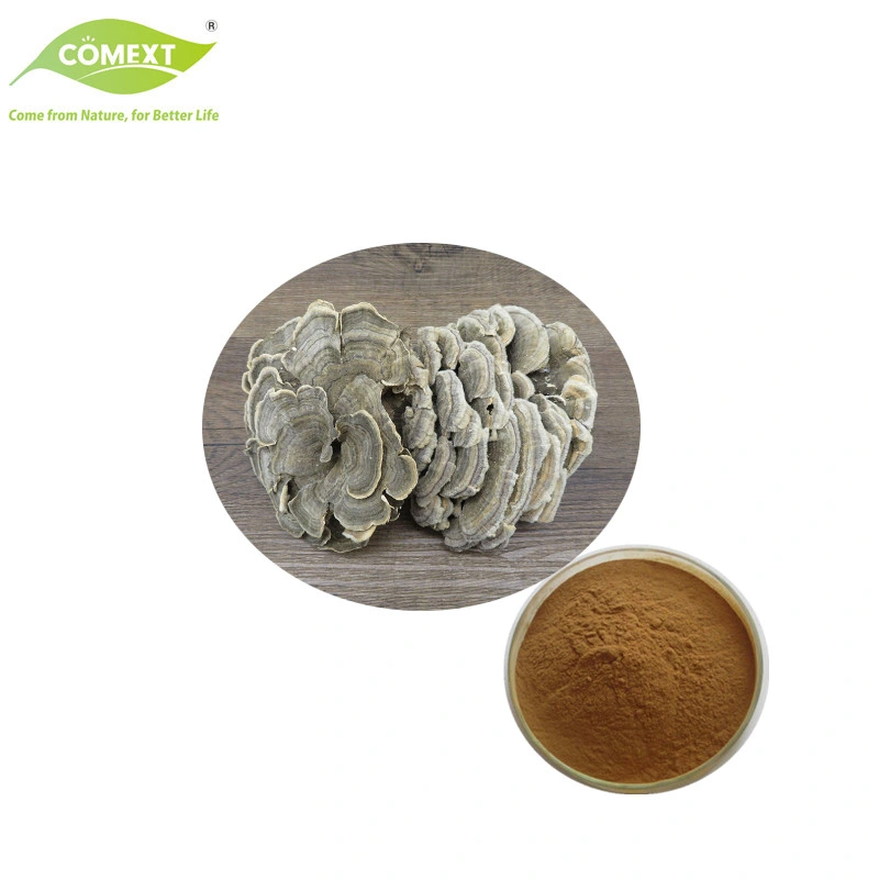 Comext High Quality Mushroom Extract Trametes Versicolor Mushroom Powder Turkey Tail Mushroom Extract