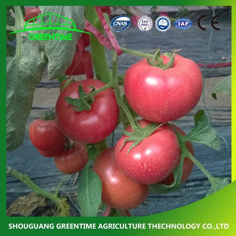 2022 Premium Wholesale/Supplier Tomatoes Seeds Price Hybrid Supper High Yield