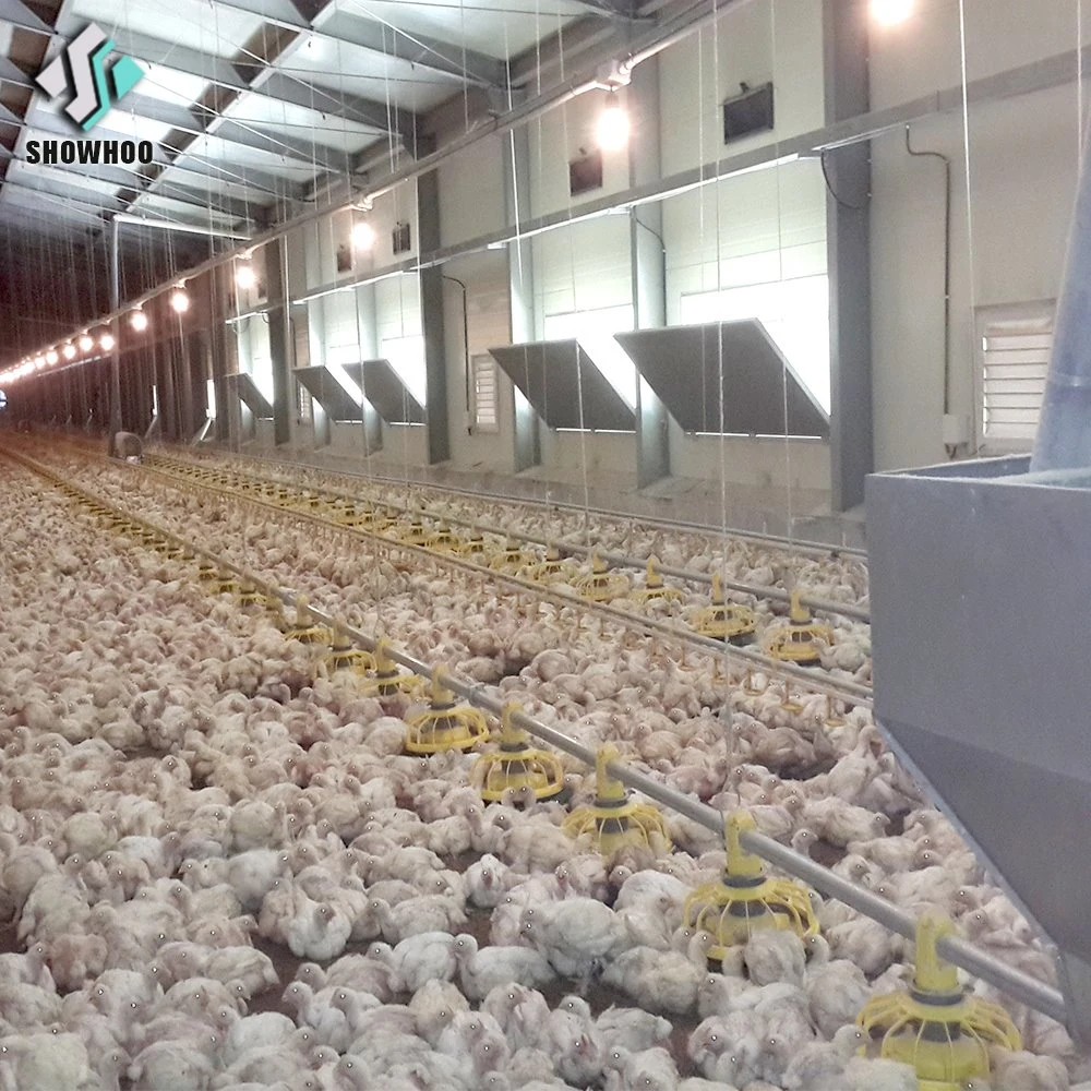 Hot-DIP Galvanized H-Frame Complete Auto Pullets Rearing Chicken Brood Cage System for Chicken Farm Building for Philippines